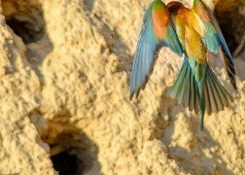 Con un anticipo di nove giorni, sono giunti sulle colline arenarie  i Gruccioni