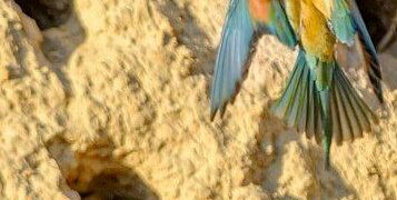 Con un anticipo di nove giorni, sono giunti sulle colline arenarie  i Gruccioni