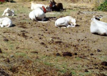 Non e’ unico il vitello con tre occhi