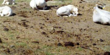 Non e’ unico il vitello con tre occhi