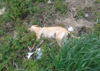 A Le Castella sterminio di cani randagi, bocconi di pasta con veleno