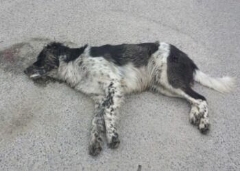 A Le Castella sterminio di cani randagi, bocconi di pasta con veleno