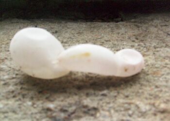 Rinvenuto uovo proboscide