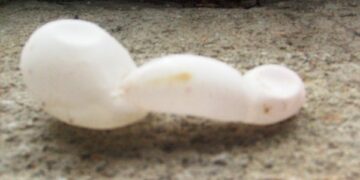 Rinvenuto uovo proboscide