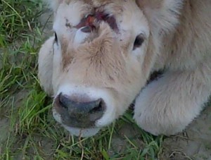 Vitello con tre occhi