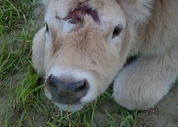 Vitello con tre occhi, esemplare nasce a Strongoli