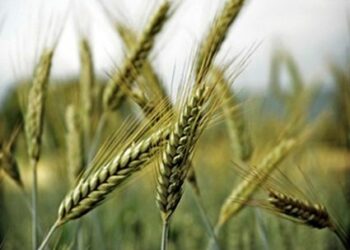 Agricoltura sostenibile, se ne parla il 5 aprile a Mormanno