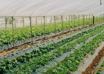 Produzione di piante ortive, giornata informativa a Belvedere