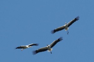Volo di cicogne
