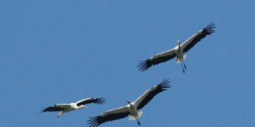Primo workshop sull’avifauna della Calabria all’Unical