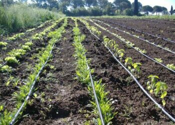 Truffa sui contributi comunitari per le colture biologiche nel catanzarese