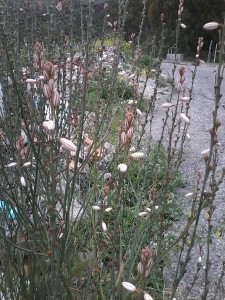 Asphodelus fistolosus