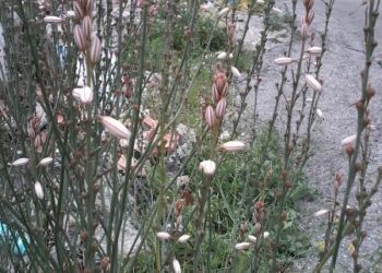 Si va diffondendo una pianta africana: l’Asphodelus fistolosus