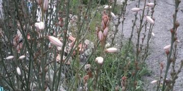 Si va diffondendo una pianta africana: l’Asphodelus fistolosus