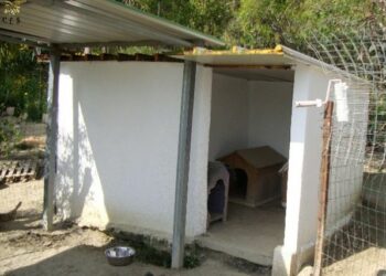 Animali: canile abusivo a Crotone, denunciata la titolare