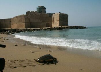 Ritrovata tartaruga marina in grave condizioni a Vibo