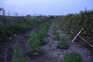 Coltivazione di Marijuana