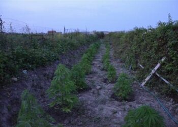 Coltivavano marijuana a ridosso della ferrovia, arrestati due crotonesi