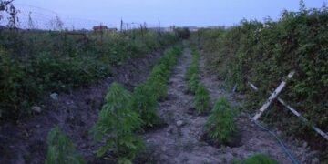 Coltivavano marijuana a ridosso della ferrovia, arrestati due crotonesi