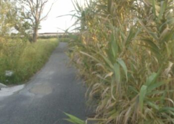 Contrade cotronesi, sicurezza stradale compromessa dalle erbacce