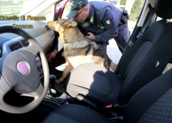Il cane fiuta la cocaina nell’auto, arrestato 55enne
