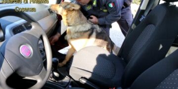 Il cane fiuta la cocaina nell’auto, arrestato 55enne
