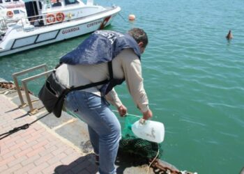 Pesca 330 ricci di mare, multato sub a Crotone