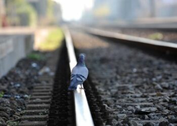 Nuovi tagli ai treni regionali in Calabria da luglio