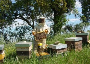 Pesticidi killer, approvata mozione per proteggere le api