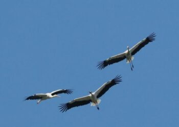 Si è svolto, presso l’Università della Calabria, il “I° workshop sull’avifauna calabra”