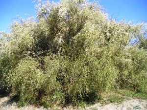 ginestra bianca fiorita