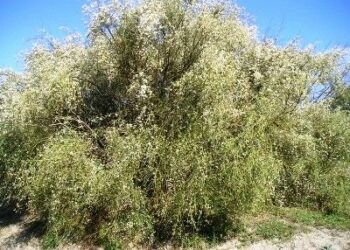 Quando la natura fa le bizze e’ il caso della Sulla Bianca