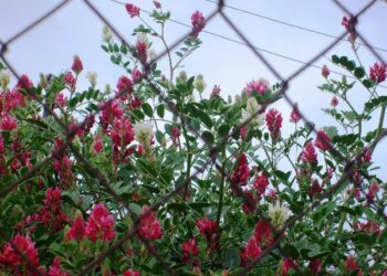 Quando la natura fa le bizze e’ il caso della Sulla Bianca