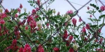 Quando la natura fa le bizze e’ il caso della Sulla Bianca