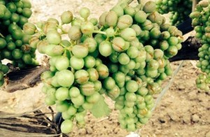 Grappolo d'uva colpito da grandine