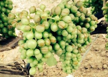 Vigneti del Cirotano danneggiati dalla grandine