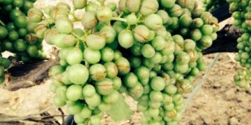 Vigneti del Cirotano danneggiati dalla grandine