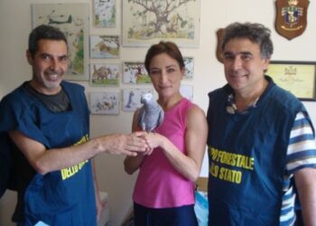 ‘Sirio’ il pappagallo cenerino coda rossa salvato dalla Forestale