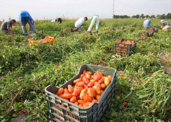 Infiltrazione mafiosa nella filiera agroalimentare, l’illegalita’ diffusa nel sud