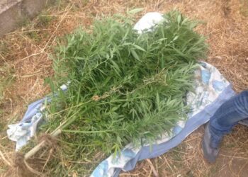 Corigliano, arrestata famiglia rumena dedita alla coltivazione di ‘maria’