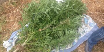 Corigliano, arrestata famiglia rumena dedita alla coltivazione di ‘maria’