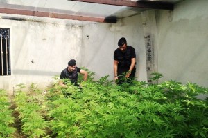 Piantagione scoperta