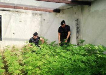 Piantagione di marijuana scoperta dall’elicottero alla Marinella