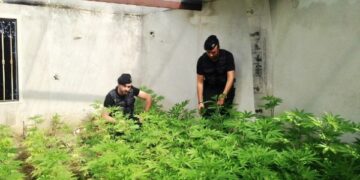 Piantagione di marijuana scoperta dall’elicottero alla Marinella