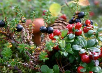 Prodotti sottobosco, Campana si candida a gestire centro