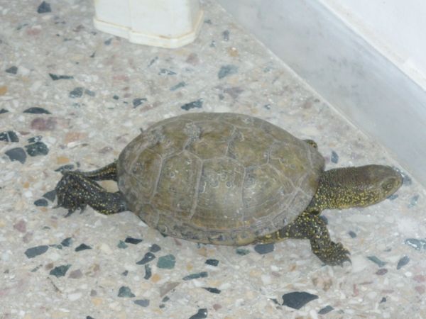 Liberata la testuggine ritrovata nel cirotano