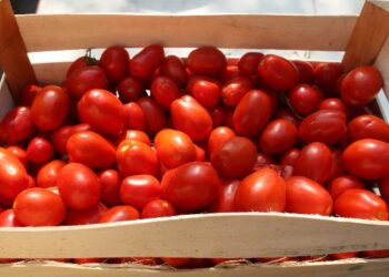 Passata di pomodoro con muffa, sequestrato stabilimento nel cosentino