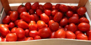 Passata di pomodoro con muffa, sequestrato stabilimento nel cosentino