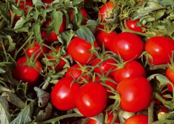 Agricoltura, allerta Escherichia Coli in pomodorini del Marocco