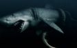 Mega Shark vs Giant Octopus: che la sfida abbia inizio!